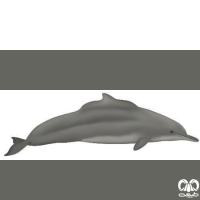 گونه دلفین گوژپشت Backed Dolphin