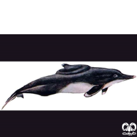 گونه دلفین گوژپشت Backed Dolphin