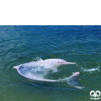 گونه دلفین گوژپشت Backed Dolphin