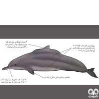 گونه دلفین گوژپشت Backed Dolphin