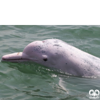 گونه دلفین گوژپشت Backed Dolphin