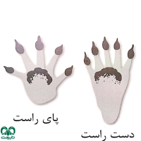 گونه راکون