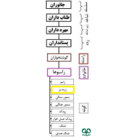 گونه زرده‌بر