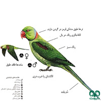 گونه شاه طوطی