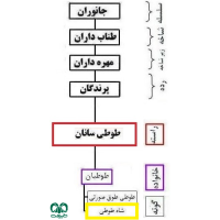 گونه شاه طوطی