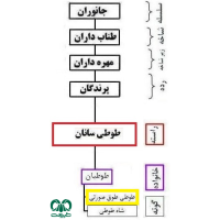 گونه طوطی طوق صورتی