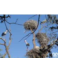 گونه لک‌لک سفید (حاجی لک‎لک)