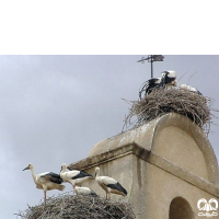 گونه لک‌لک سفید (حاجی لک‎لک)