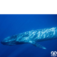 گونه نهنگ آبی (وال آبی)