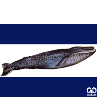 گونه نهنگ آبی (وال آبی)