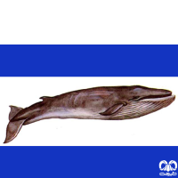گونه نهنگ باله پشتی 