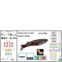 گونه نهنگ براید