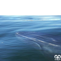 گونه نهنگ براید
