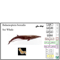 گونه نهنگ سای