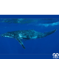 گونه نهنگ گوژپشت