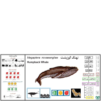 گونه نهنگ گوژپشت