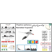 گونه نوک سرخ دریایی