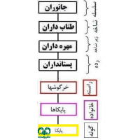 گونه پایکا