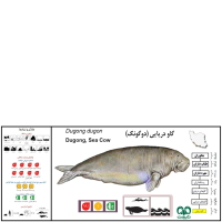 گونه گاو دریایی