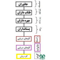 گونه گاو دریایی