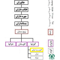 گونه گوزن ایرانی