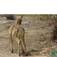 گونه گوزن ایرانی