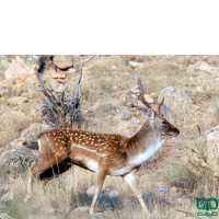 گونه گوزن ایرانی