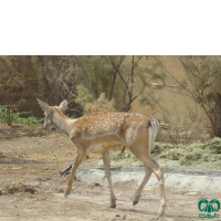 گونه گوزن ایرانی