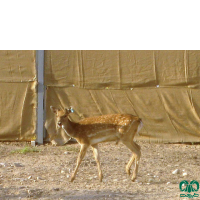 گونه گوزن ایرانی