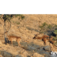 گونه گوزن ایرانی