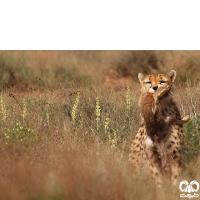 گونه یوزپلنگ آسیایی