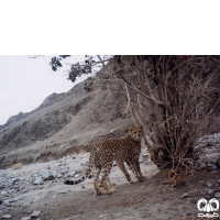 گونه یوزپلنگ آسیایی