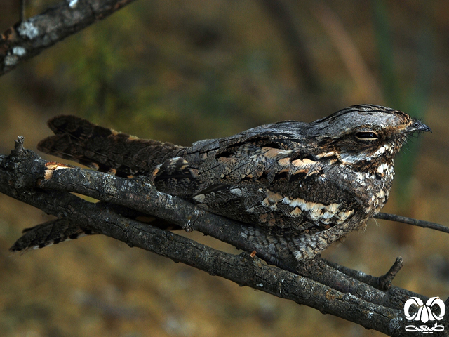 راسته شبگرد سانان Capirmulgiformes