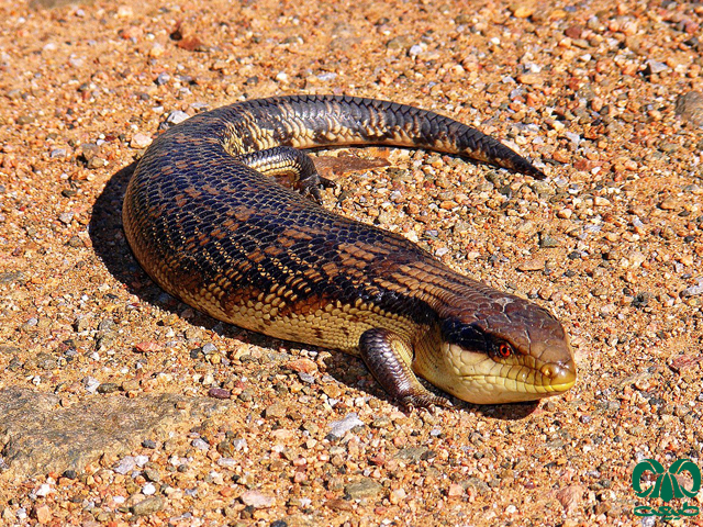 خانواده اسکینک‌ها Scincidae