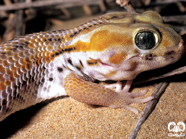 خانواده اسفروداکتیلیده Sphaerodactylidae