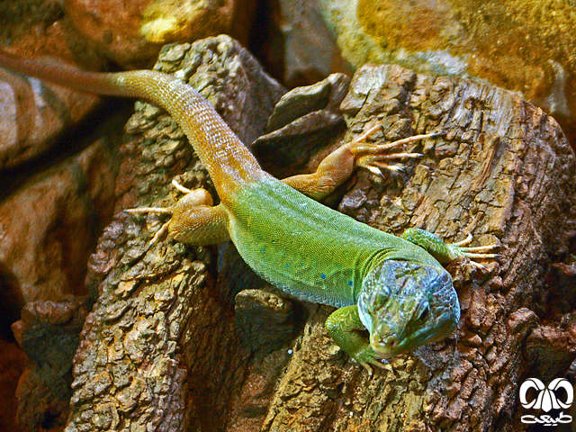خانواده لاسرتاها Lacertidae
