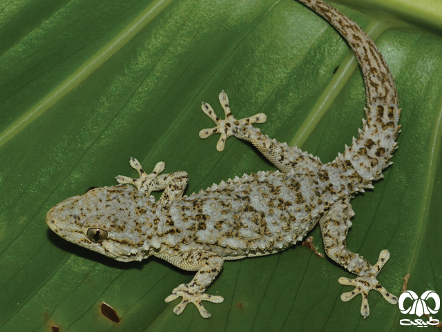 گکوهای انگشت برگی phyllodactylidae 
