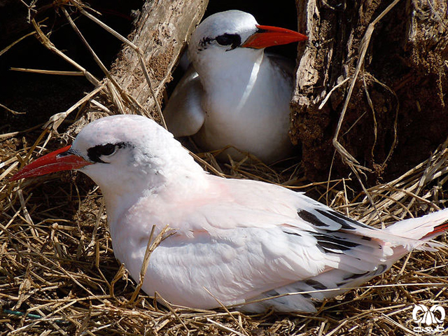 راسته نوک سرخ‌سانان Phaethontiformes