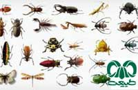 تنوع جهانی حشرات