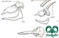 جمجمه و دندان‌ها در پستانداران