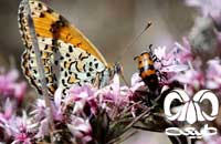 حفاظت از حشره‌ها و پروانه‌ها