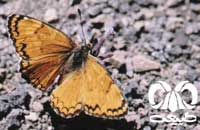 گونه‌های پروانه‌های شرقی و مرکزی ايران