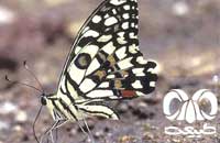 گونه‌های پروانه‌های مناطق ساحلی جنوب ايران