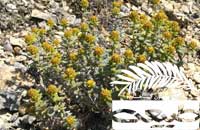آشنایی با گیاهان استان بوشهر