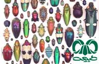 نقش و اهميت حشرات در طبيعت و زندگی انسان