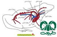 سیستم گردش خون دوزیستان 