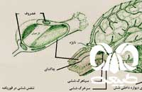 دستگاه تنفس دوزیستان