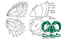 شکل شناسی پروانه ها
