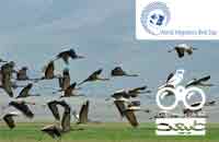 روز جهانی پرندگان مهاجر