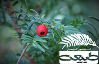 معرفی درخت سرخدار
